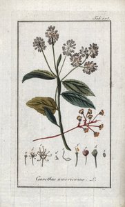 Californisk syren (Ceanothus americanus). Litografi fra "Afbeelding der Artseny-Gewassen" af Johannes Zorn (1739-1799), Holland af Unbekannter Künstler