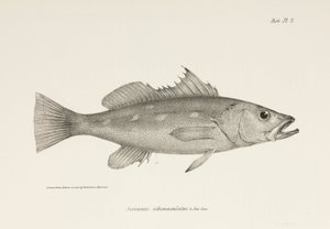 Camotillo, Stillehavet, c 1832-1836 af Unbekannter Künstler