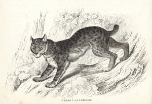 Canadisk los, Lynx canadensis (Felis canadensis). Håndkoloreret litografi fra Georg Friedrich Treitschkes naturhistoriske galleri, Naturhistorischer Bildersaal des Thierreiches, Liepzig-1842. af Unbekannter Künstler
