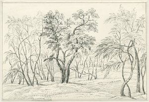 Cannock Chase: pen- og blyantstegning, nd [?1800-tallet] af Unbekannt