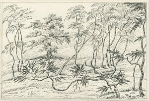 Cannock Chase: pen- og blyantstegning, nd [?1800-tallet] af Unbekannt