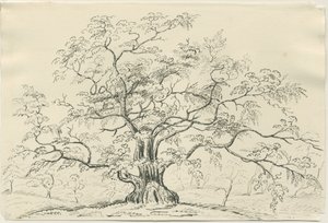 Cannock Chase: pen- og blyantstegning, nd [?1800-tallet] af Unbekannt