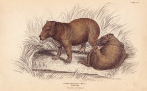 Capybara, Hydrochoerus hydrochaeris (Hydrochaerus cabiai). Håndkoloreret stålstik af Lizars efter en illustration af Charles Hamilton Smith fra William Jardine