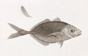 Caranx Lune, tæt på af Unbekannt