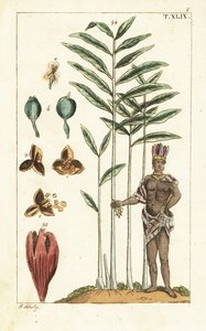 Kardemommetræ, Elettaria cardamomum. af Unbekannter Künstler
