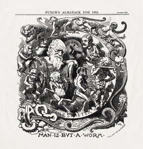 Tegneserie om evolutionsteorien af Charles Darwin (1809-1882): "Man is but a worm" (Mennesket er kun en orm) fra "Punch" 06/12/1881 af Unbekannter Künstler
