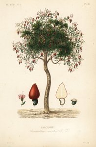 Cashewtræ eller cashewnøddetræ, Anacardium occidentale, Anacarde af Unbekannt