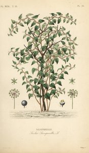 Cat greenbriar eller catbriar, Smilax glauca, Smilax sarsaparilla, Salsepareille, Håndfarvet stålgravering af Debray efter en botanisk illustration af Edouard Maubert fra Pierre Oscar Reveil, A af Unbekannt