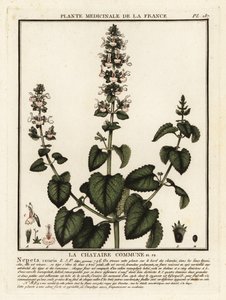 Catnip, Nepeta Qatar. af Unbekannter Künstler
