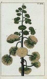 Århundrede plante, Agave americana. af Unbekannter Künstler