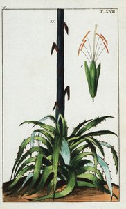 Århundrede plante, Agave americana. af Unbekannter Künstler