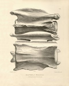 Nakkehvirvel fra Macrauchenia, et forhistorisk dyr, som Charles Darwin fandt under sin opdagelsesrejse om bord på Beagle. The Zoology of the voyage of H.M.S. Beagle under the command of Captain Fitzroy during the years 1832 to 1836 edited and super af Unbekannter Künstler