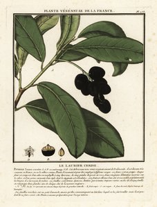 Kirsebær laurbær, Prunus laurocerasus. af Unbekannter Künstler