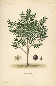 Kirsebærlaurbær eller engelsk laurbærtræ, Prunus laurocerasus, Cerasus laurocerasus, Laurier-cerise af Unbekannt
