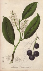 Kirsebærlaurbær eller laurbærmandel eller laurbærpame eller trebizonde laurbær (Prunus Lauro-cerasus) - tegnet af William Clarke for at illustrere "Medical Botanical, Description of the Medicinal Plants of London, Edinburgh and Dublin" af John Stephenson o af Unbekannter Künstler