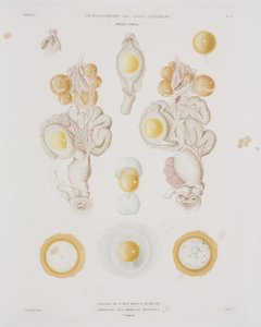 Kyllingeæg i æggelederen, c 1847-1859 af Unbekannt