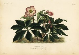 Julerose eller sort hellebore, Helleborus niger, Hellebore noir af Unbekannt