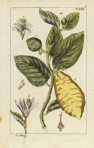 Citron viser frugt, blade og blomster, Citrus medica. af Unbekannter Künstler