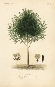 Nelliketræ, Syzygium aromaticum, Caryophyllus aromaticus, Giroflier af Unbekannt