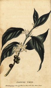 Kaffetræ, Coffea arabica. ,1800 (gravering) af Unbekannter Künstler