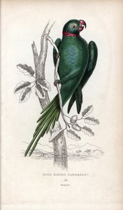 Halsbåndparakit, Psittacula krameri. Psittacus torquatus. Litografi af Joseph Kidd, baseret på en tegning af John Audubon, i Miscellany of Natural History: Parrots, Sir Thomas DiK Lauder and Captain Thomas Brown, udgivet i Edinburgh, Skotland, i 1833. af Unbekannter Künstler