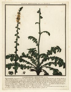 Almindelig agromoni, Agrimonia eupatoria. af Unbekannter Künstler