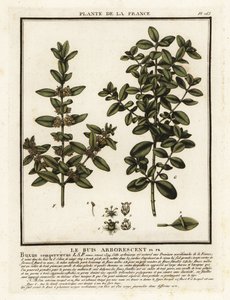 Almindelig æske, Buxus sempervirens. af Unbekannter Künstler