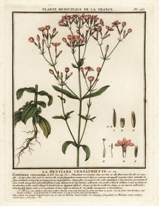 Fælles århundrede. Centaurium erythraea. af Unbekannter Künstler