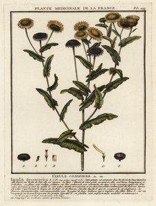 Almindelig loppe, Pulicaria dysenterica. af Unbekannter Künstler