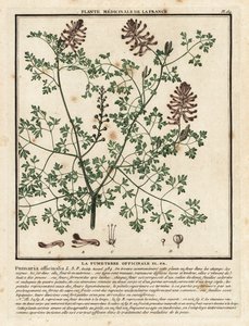 Almindelig fumitory, Fumaria officinalis. af Unbekannter Künstler
