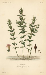 Almindelig hedgehyssop eller nådeurt, Gratiola officinalis, Gratiole af Unbekannt