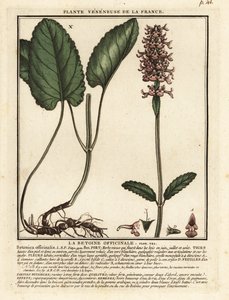 Almindelig hæk, Stachys officinalis. af Unbekannter Künstler