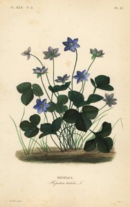Almindelig hepatica eller leverurt, Anemone hepatica, Hepatica triloba, Hepatique af Unbekannt