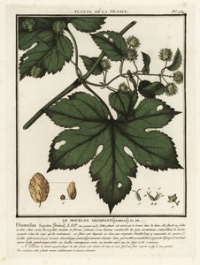 Almindelig humle, Humulus lupulus. af Unbekannter Künstler