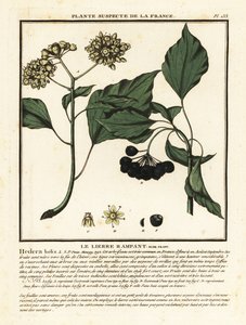 Almindelig efeu, Hedera helix af Unbekannter Künstler