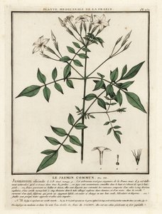 Almindelig jasmin, Jasminum officinale. af Unbekannter Künstler