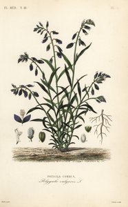 Almindelig mælkeurt, Polygala vulgaris, Polygala commun af Unbekannt
