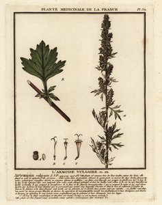 Almindelig bynke, Artemisia vulgaris. af Unbekannter Künstler