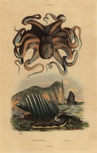 Almindelig blæksprutte, Octopus vulgaris 1 og havsnegl, Dicathais orbita af Unbekannt