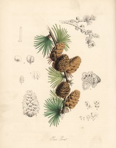 Almindelig eller europæisk meleze - hvidt lærketræ, Larix decidua (Larix europaea), blad, gren og kogle. Håndkoloreret zinkografi af C. Chabot tegnet af Miss M. A. Burnett fra hendes "Plantae Utiliores: or Illustrations of Useful Plants," Whittaker, London af Unbekannter Künstler