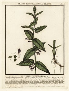 Almindelig kalot, Scutellaria galericulata. af Unbekannter Künstler