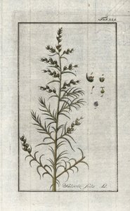 Almindelig soda (Salsola soda). Litografi fra "Afbeelding der Artseny-Gewassen" af Johannes Zorn (1739-1799), Holland af Unbekannter Künstler