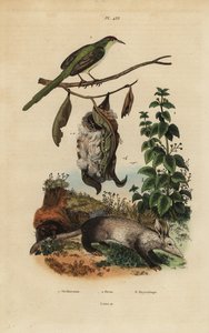 Almindelig skrædderfugl, Orthotomus sutorius med rede, brændenælde, Urtica dioica og jordvark, Orycteropus afer af Unbekannt