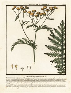 Almindelig reinfank, Tanacetum vulgare. af Unbekannter Künstler