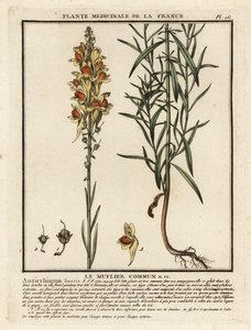 Almindelig tudsehør, Linaria vulgaris. af Unbekannter Künstler