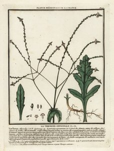 Almindelig vervain, Verbena officinalis. af Unbekannter Künstler