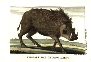 Almindeligt vortesvin, Phacochoerus africanus. Fra Francois Le Vaillant (Levaillant af Unbekannter Künstler