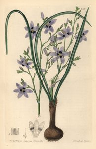 Conanthere - Conanthera trimaculata (treplettet cummingia, Cummingia trimaculata). Håndkoloreret kobberstik af Weddell efter Edwin Dalton Smith fra John Lindley og Robert Sweet