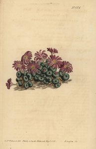 Conophytum mide (lille figen-morgenfrue, Mesembryanthemum minutum) af Unbekannt