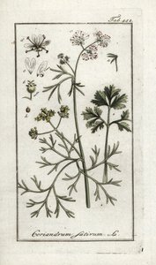 Koriander (Coriandrum sativum). Litografi fra "Afbeelding der Artseny-Gewassen" af Johannes Zorn (1739-1799), Holland af Unbekannter Künstler